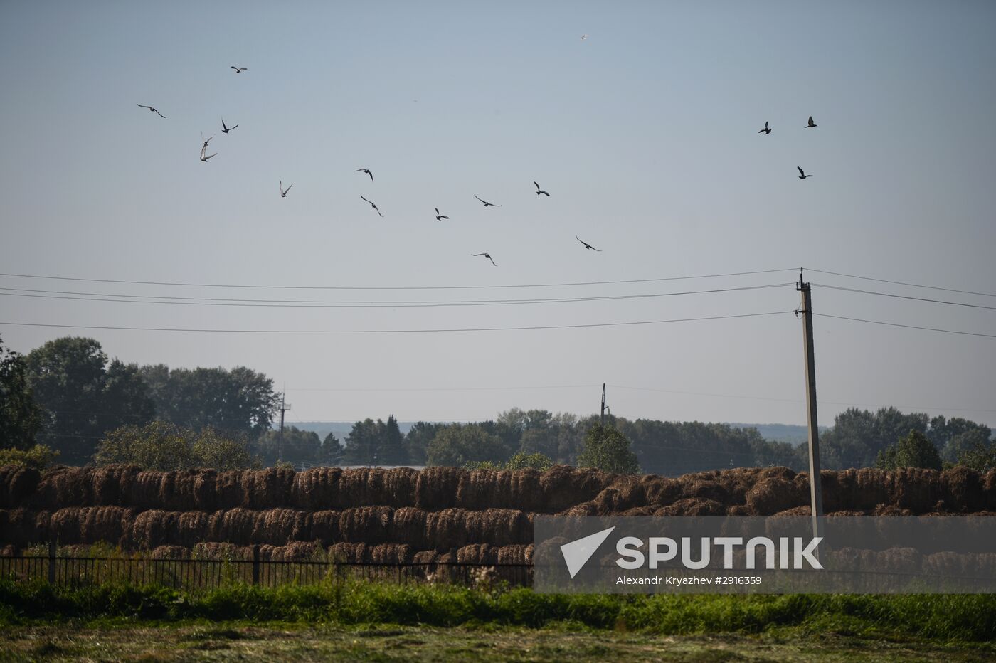Grain harvest in Novosibirsk Region