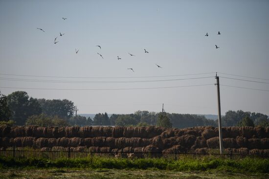 Grain harvest in Novosibirsk Region