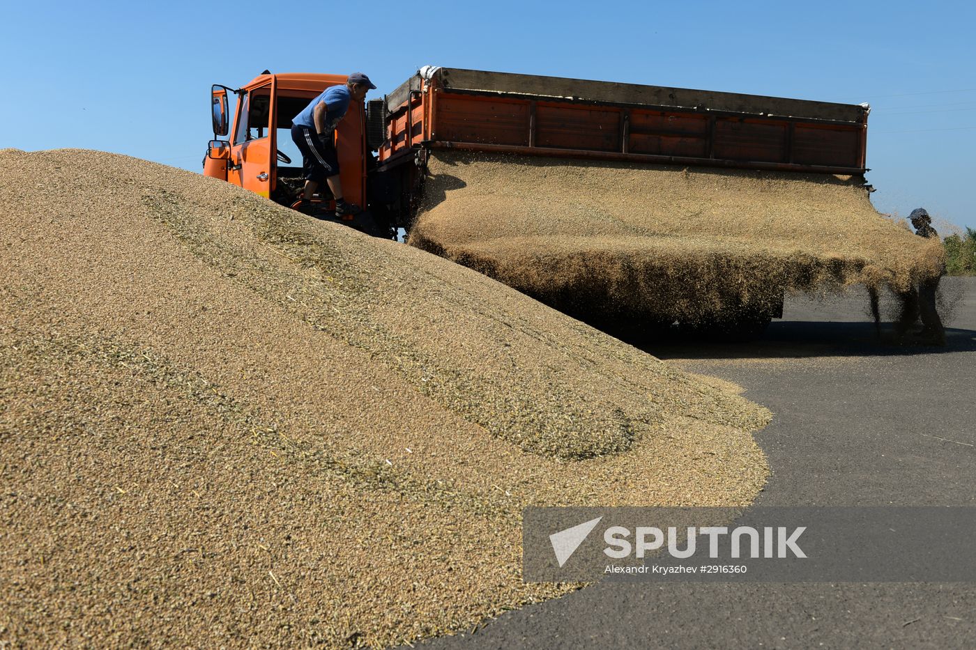 Grain harvest in Novosibirsk Region