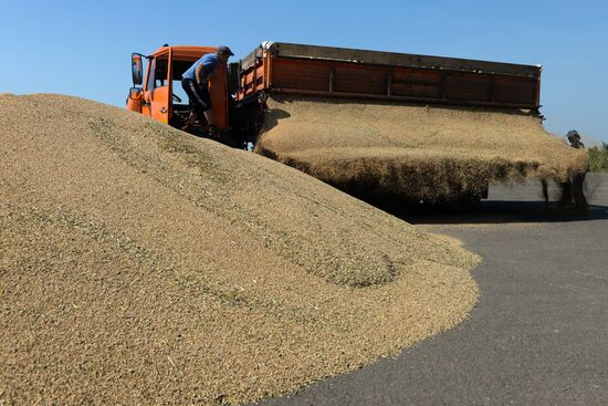 Grain harvest in Novosibirsk Region
