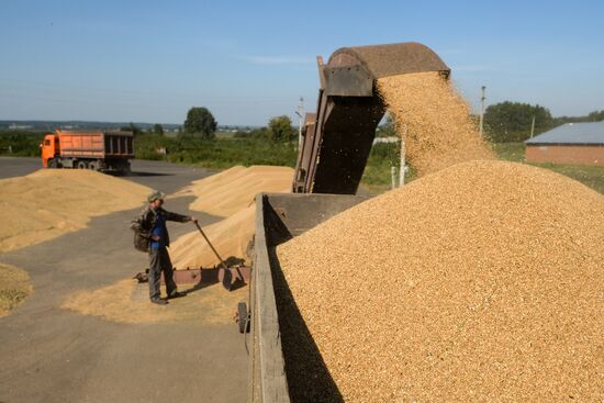 Grain harvest in Novosibirsk Region