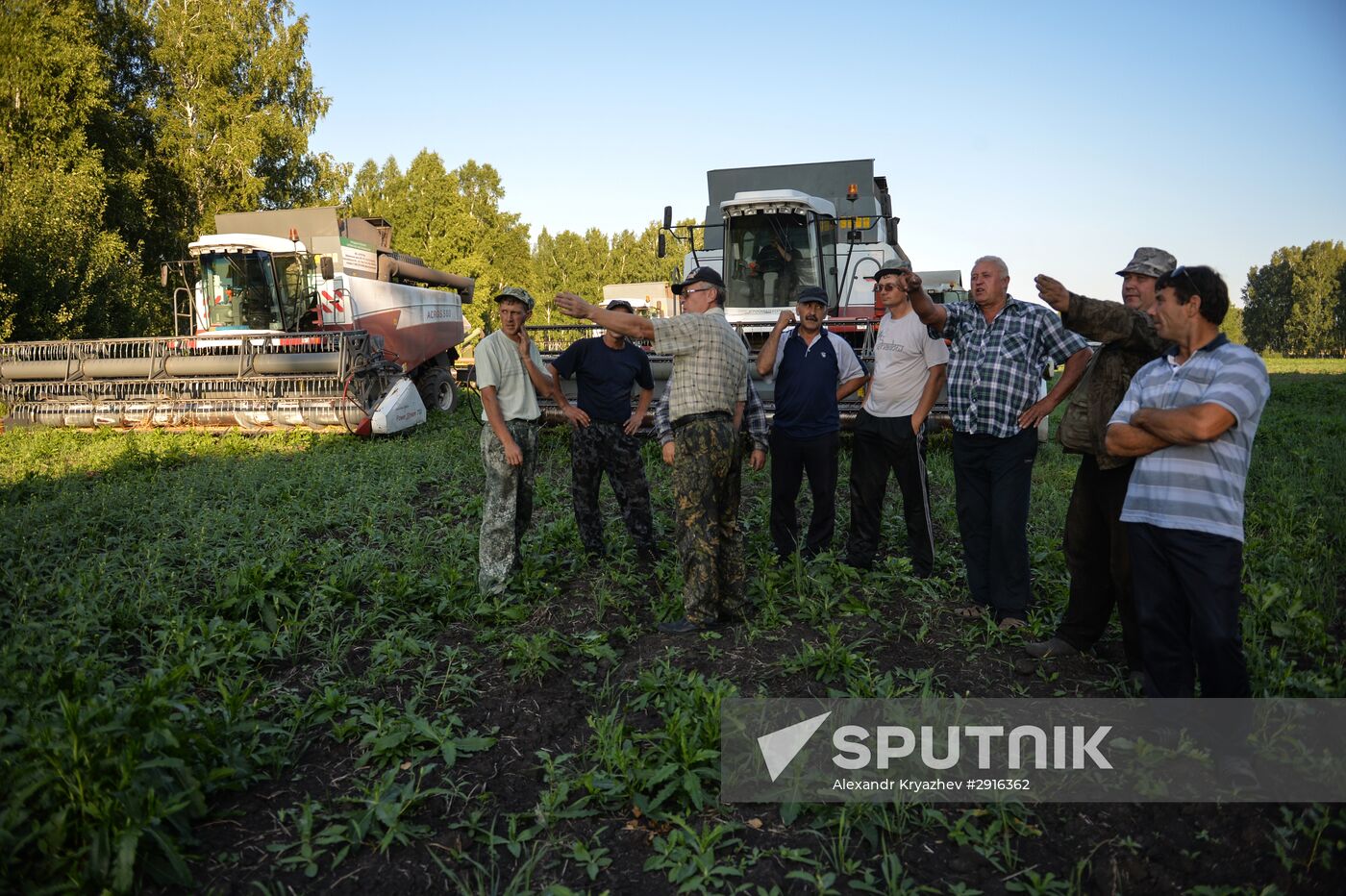 Grain harvest in Novosibirsk Region