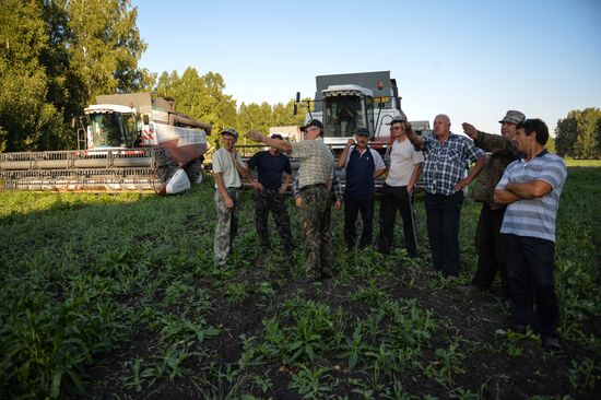 Grain harvest in Novosibirsk Region