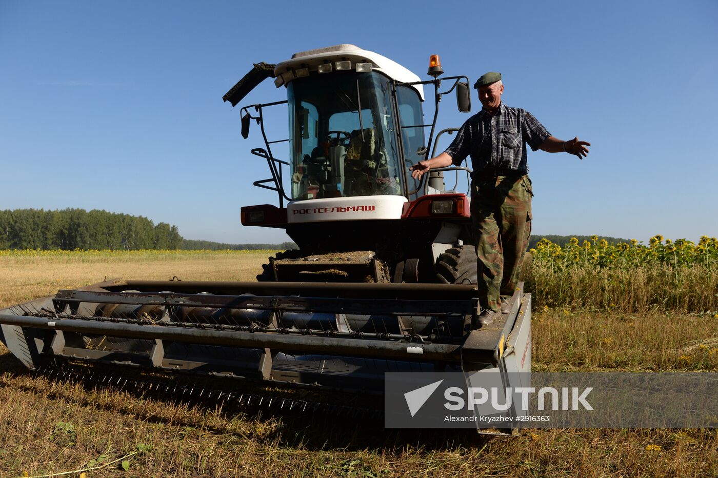 Grain harvest in Novosibirsk Region