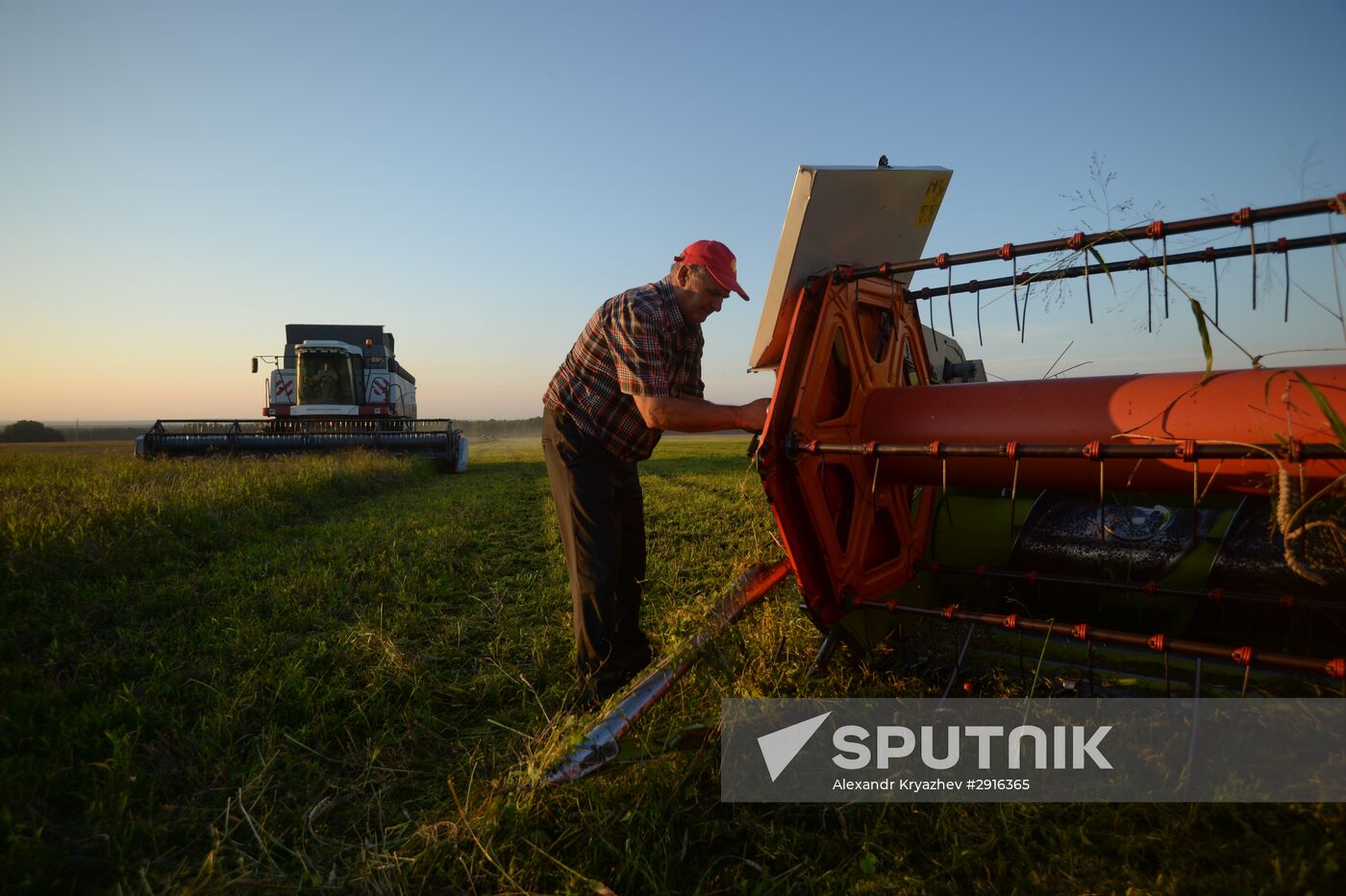 Grain harvest in Novosibirsk Region