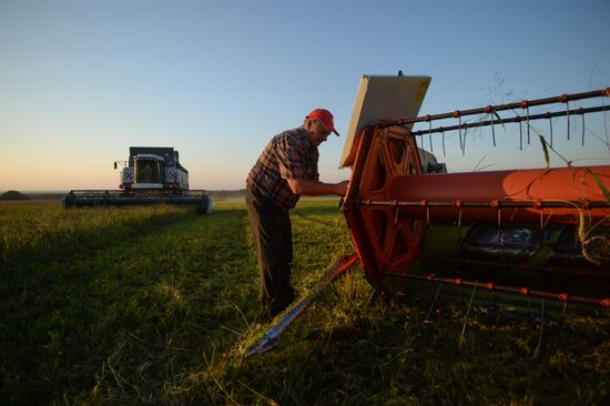 Grain harvest in Novosibirsk Region