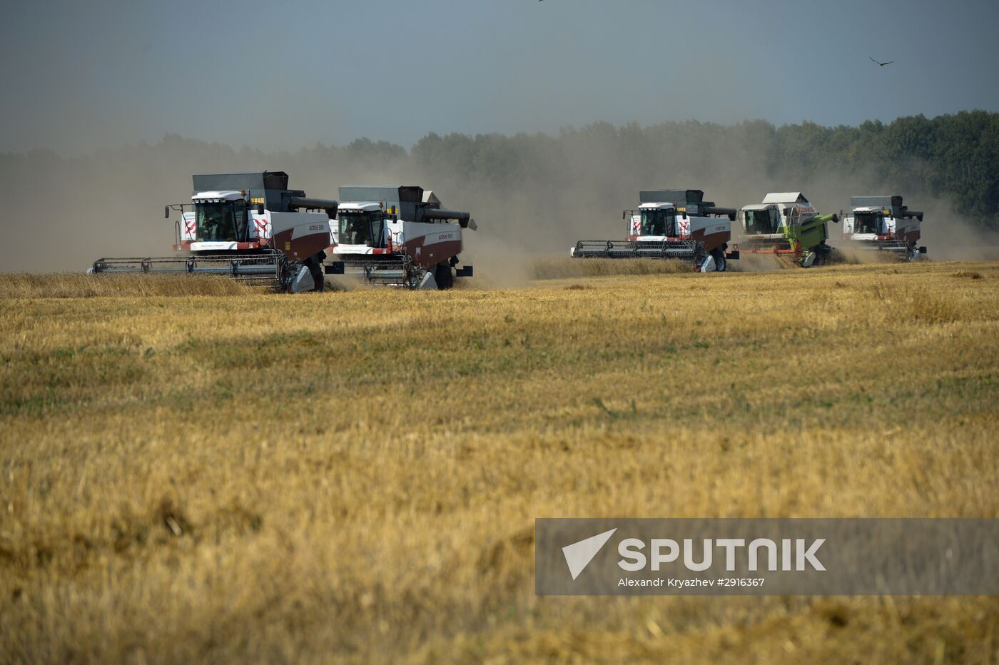 Grain harvest in Novosibirsk Region