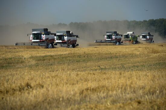 Grain harvest in Novosibirsk Region