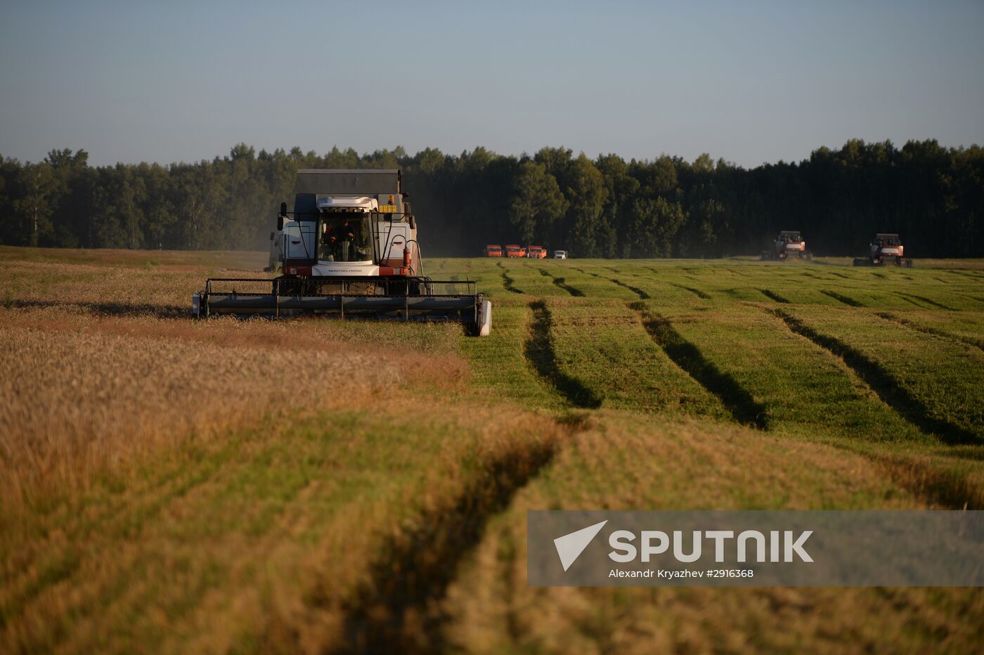 Grain harvest in Novosibirsk Region