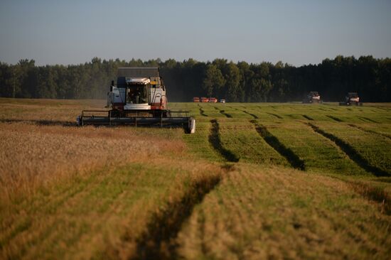 Grain harvest in Novosibirsk Region