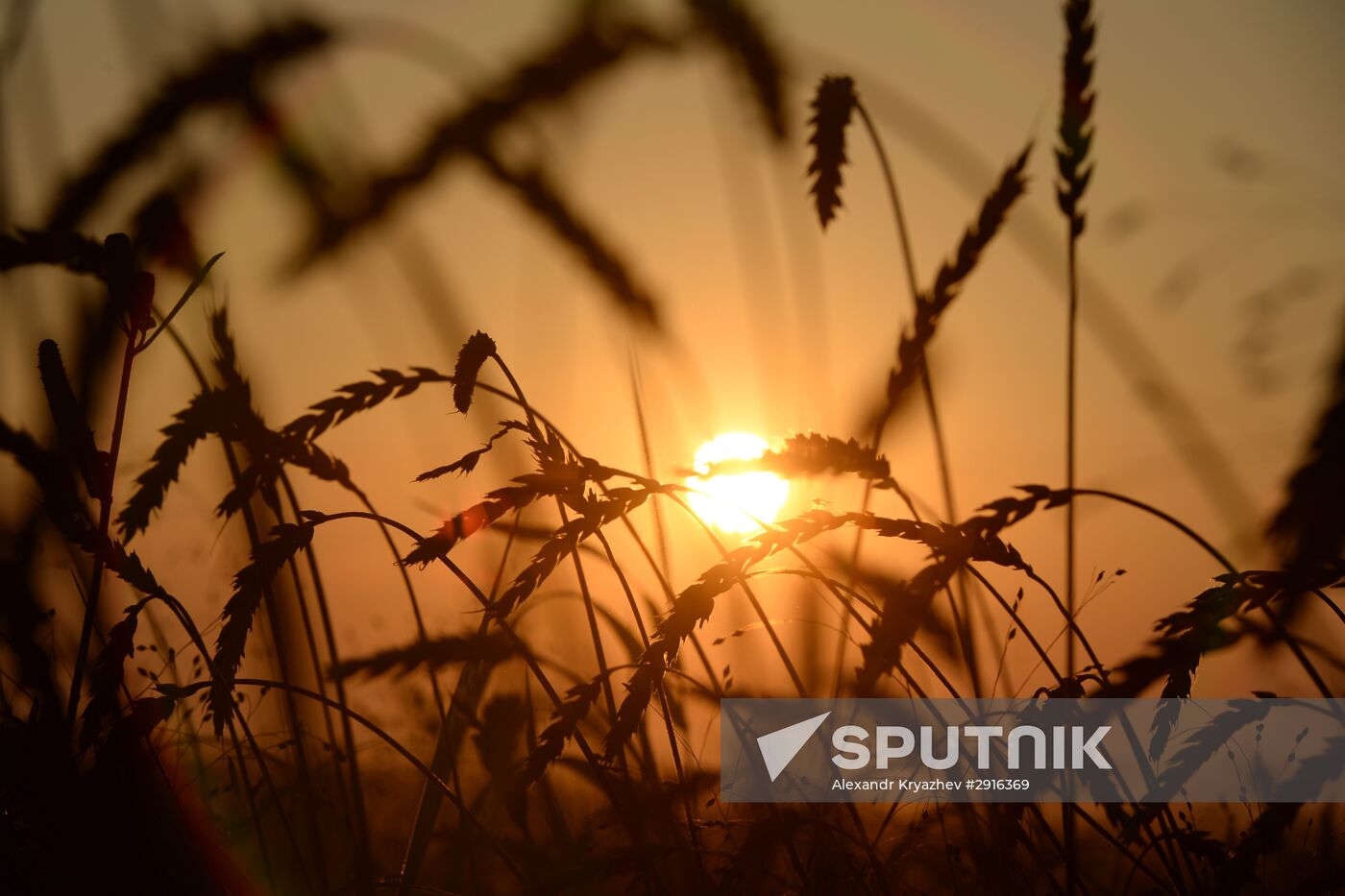 Grain harvest in Novosibirsk Region