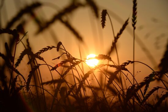 Grain harvest in Novosibirsk Region
