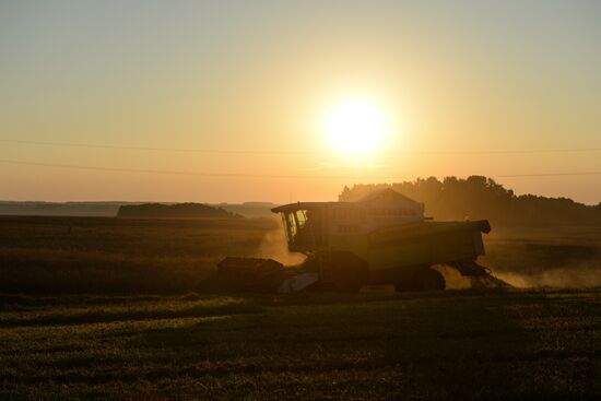 Grain harvest in Novosibirsk Region