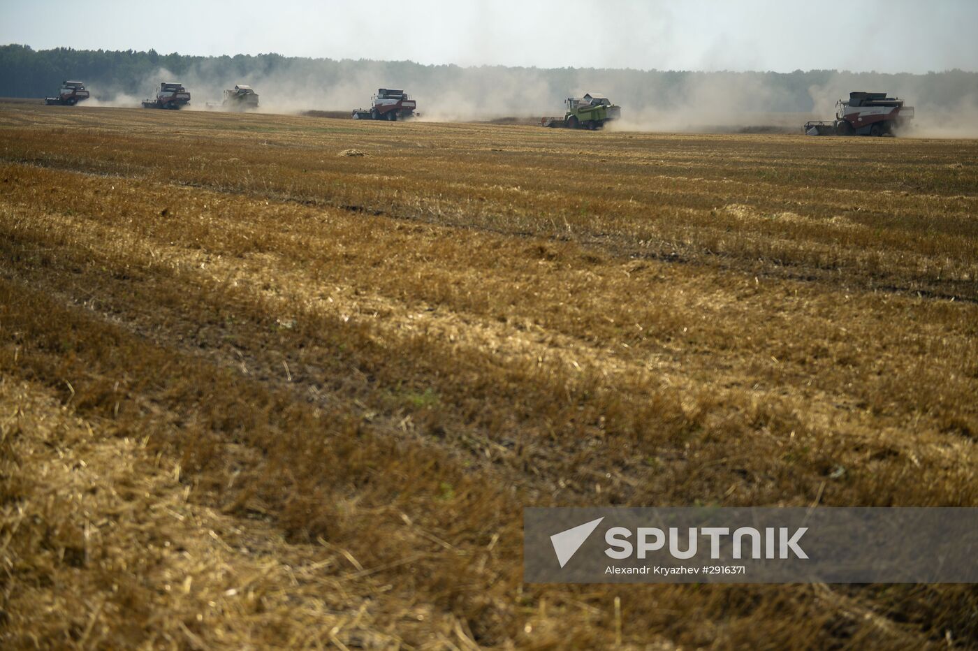 Grain harvest in Novosibirsk Region