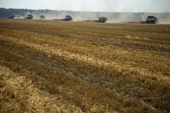 Grain harvest in Novosibirsk Region
