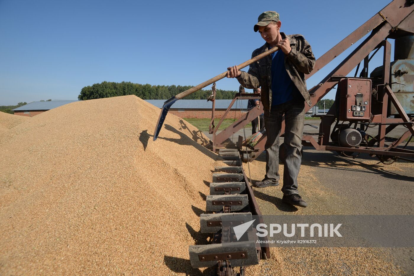 Grain harvest in Novosibirsk Region