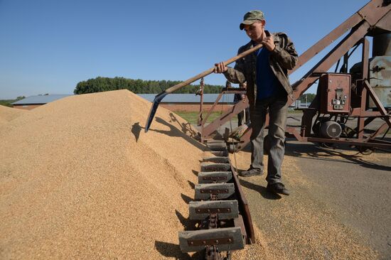Grain harvest in Novosibirsk Region