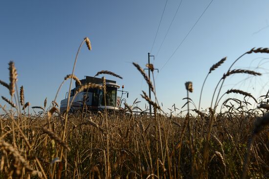 Grain harvest in Novosibirsk Region