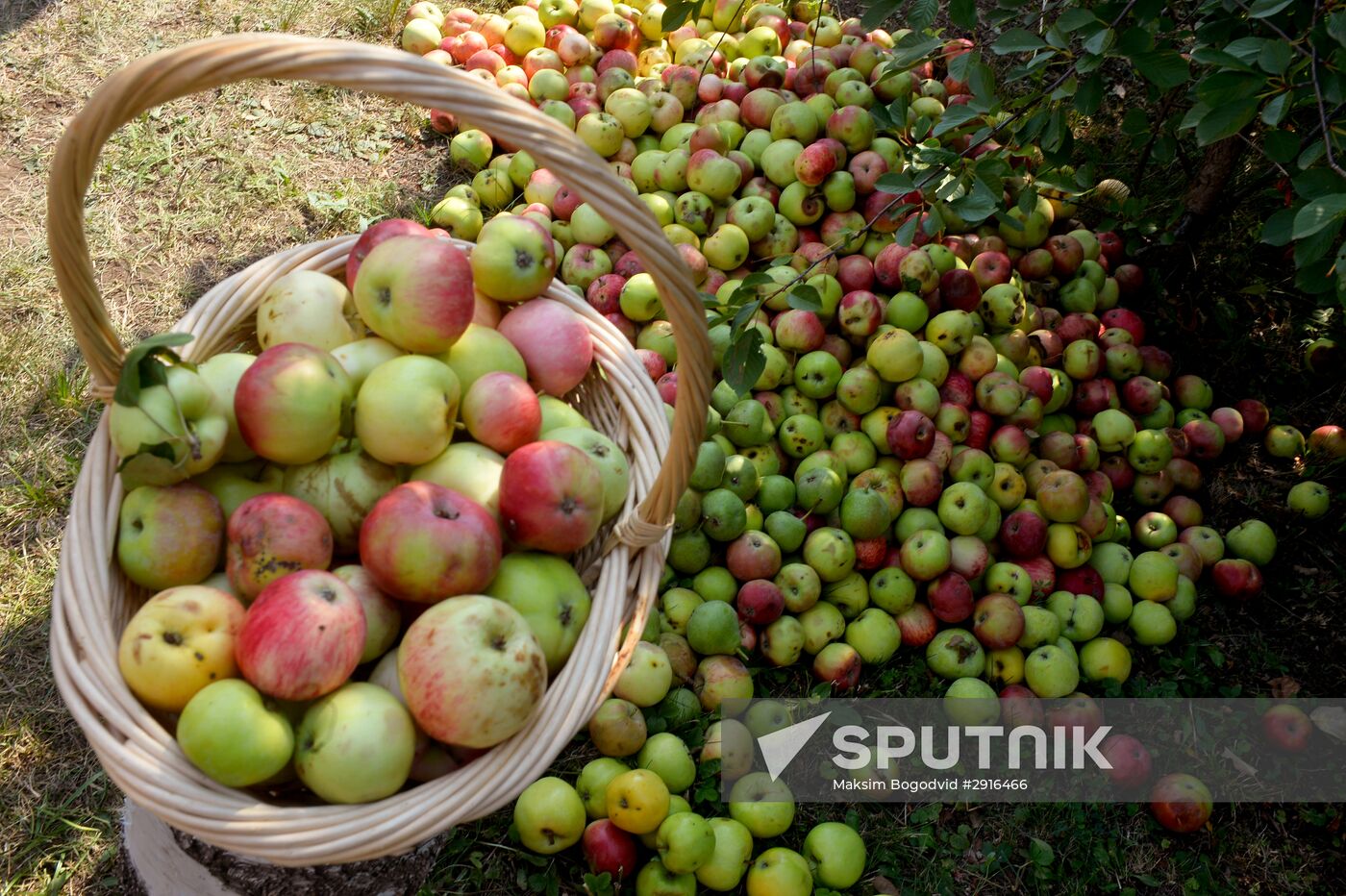 Transfiguration of the Savior celebrations in Russian cities