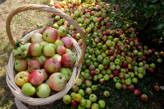 Transfiguration of the Savior celebrations in Russian cities