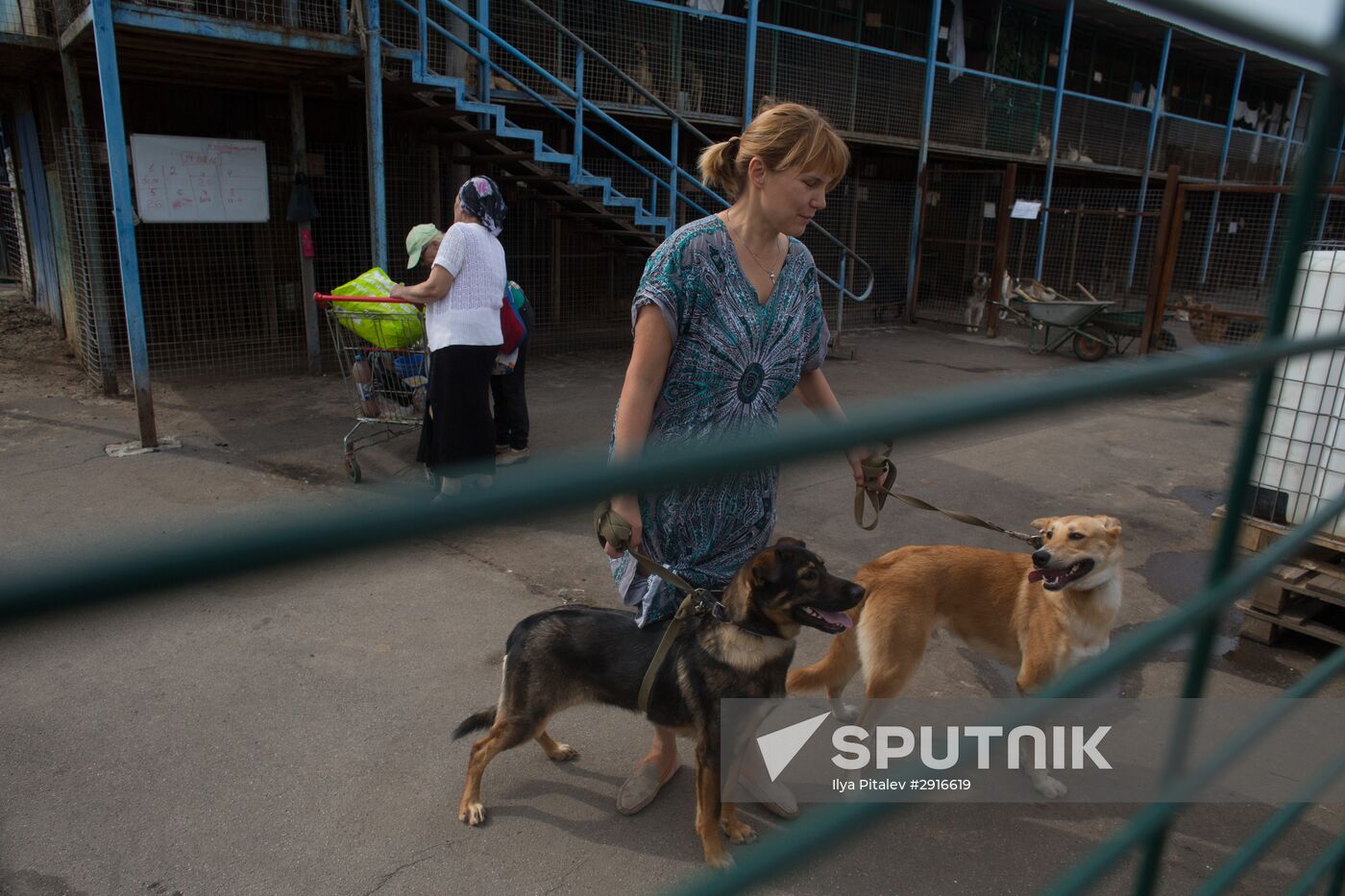 Animal shelter in Moscow