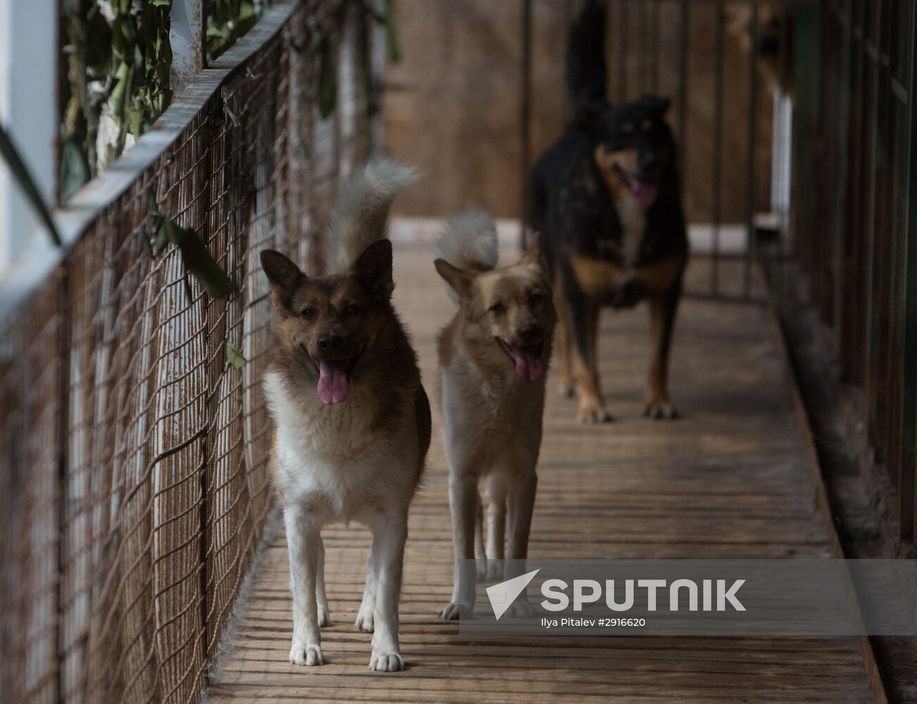 Animal shelter in Moscow