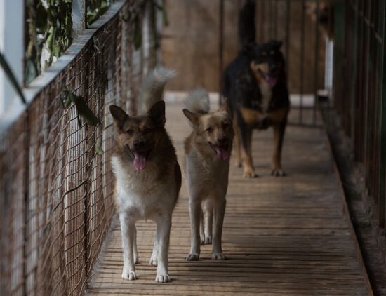 Animal shelter in Moscow
