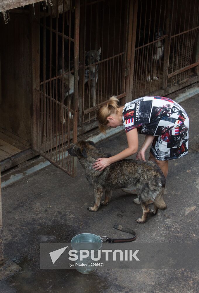 Animal shelter in Moscow