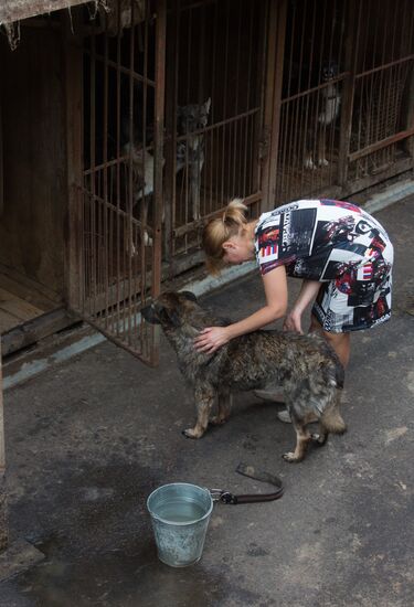 Animal shelter in Moscow