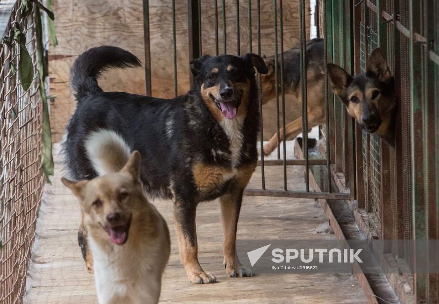 Animal shelter in Moscow