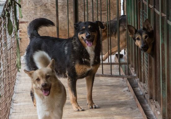 Animal shelter in Moscow
