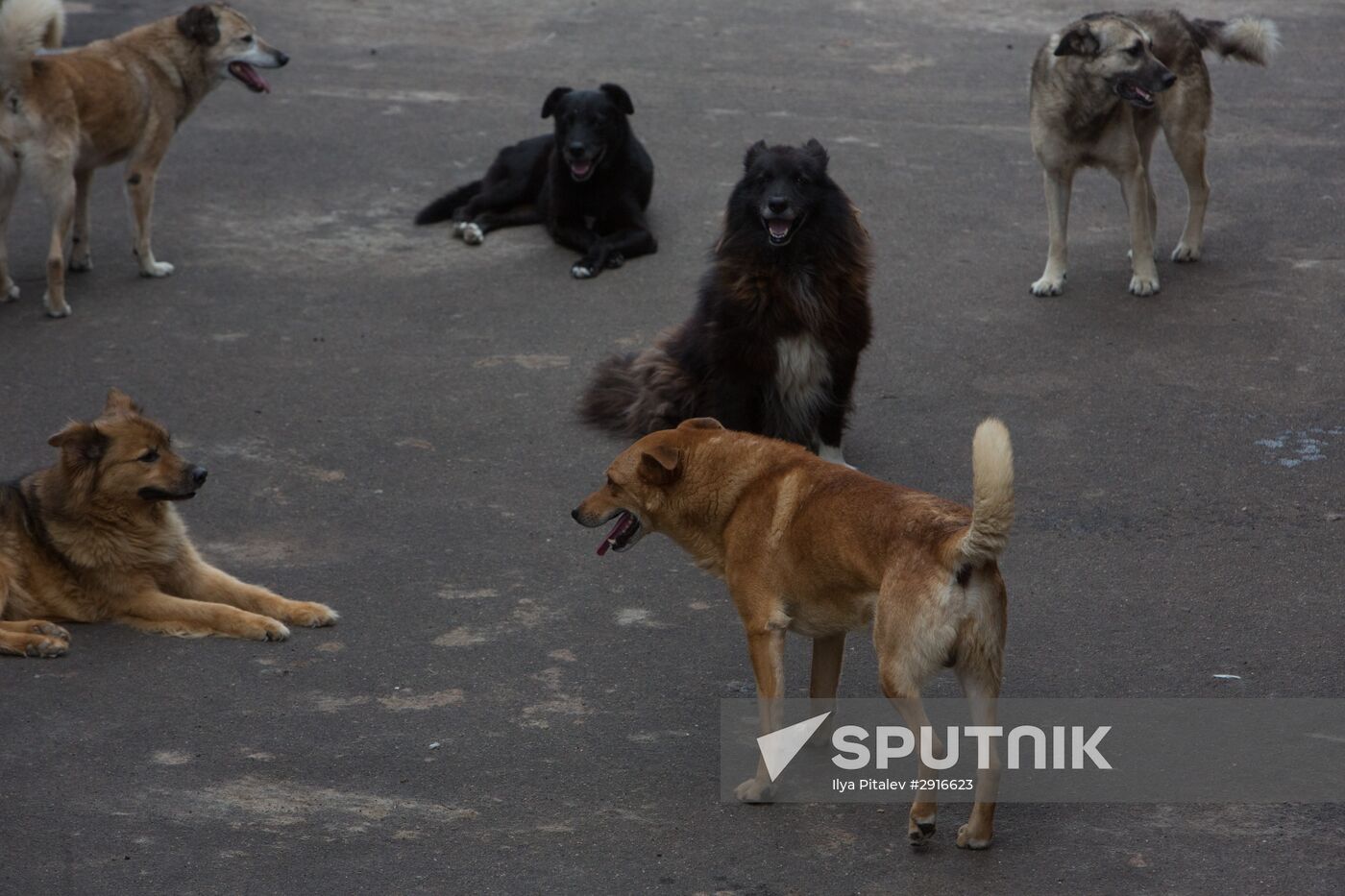 Animal shelter in Moscow
