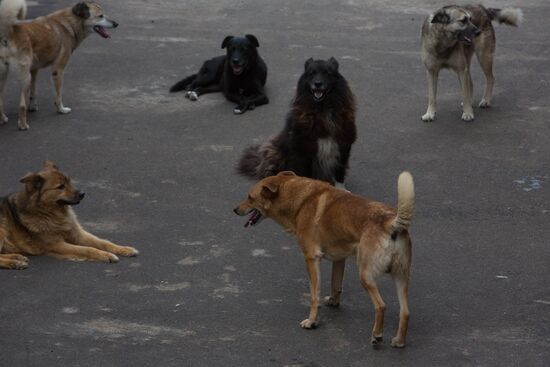 Animal shelter in Moscow