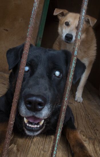 Animal shelter in Moscow