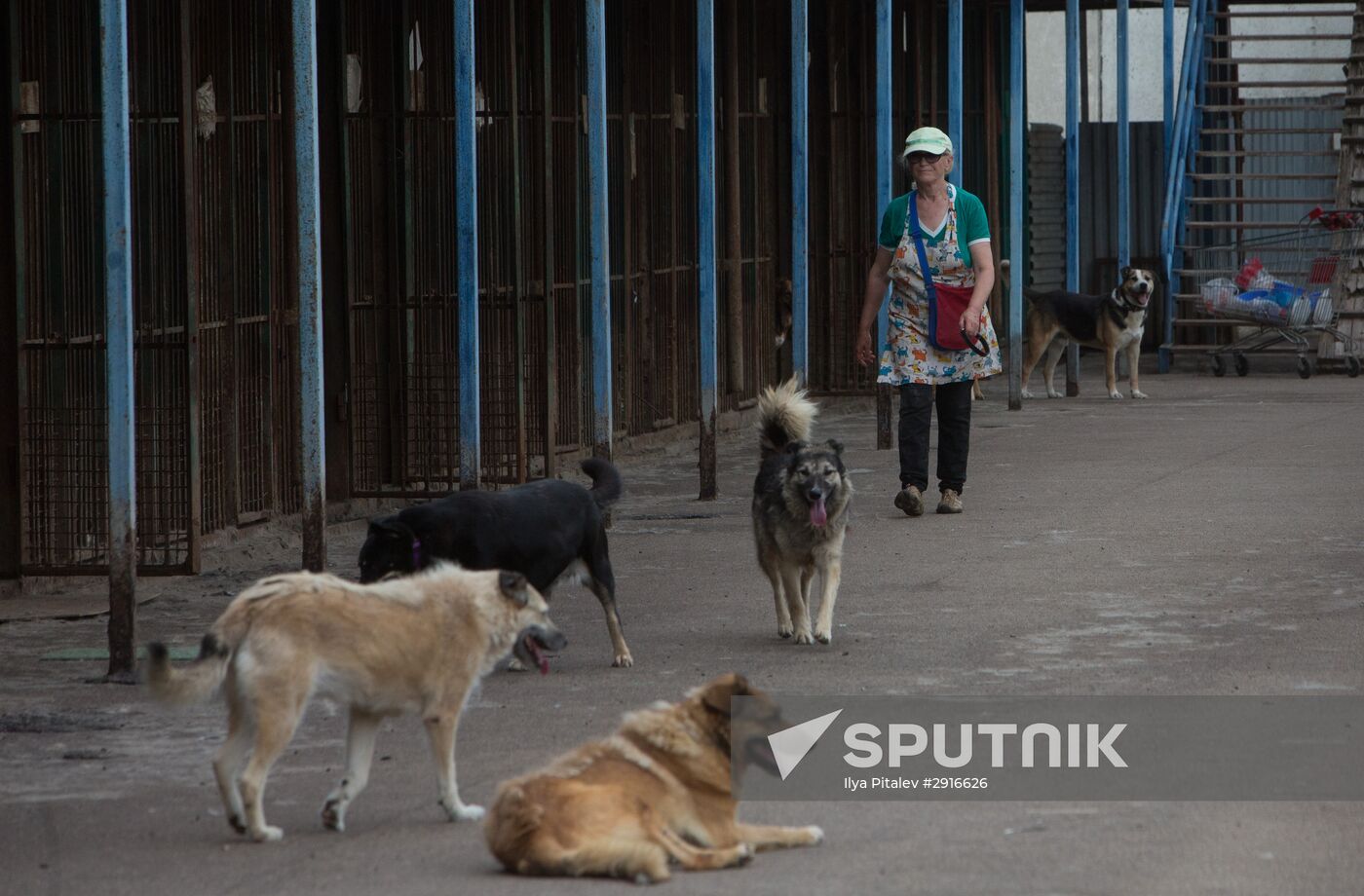 Animal shelter in Moscow