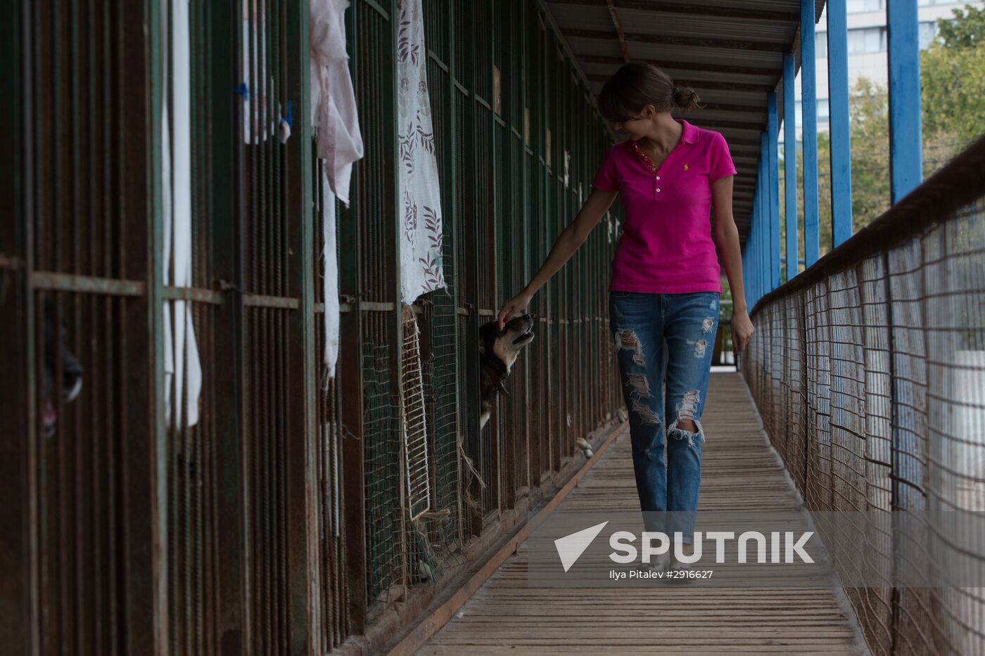 Animal shelter in Moscow