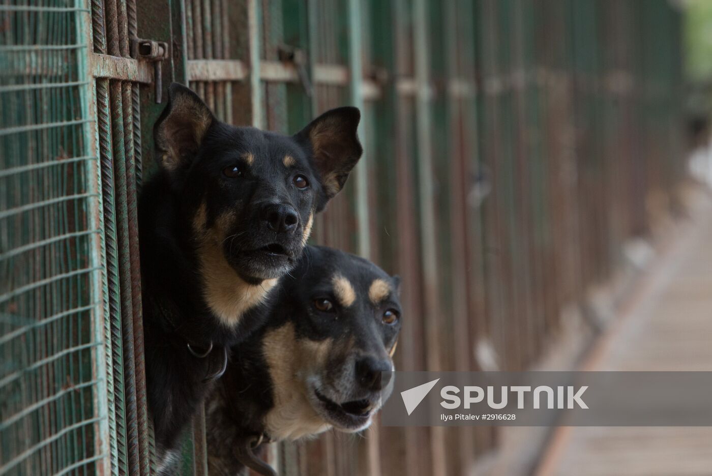 Animal shelter in Moscow