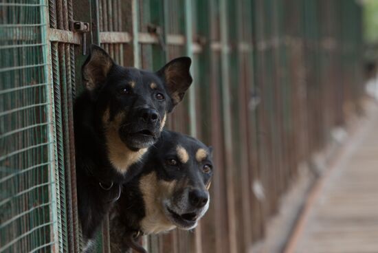 Animal shelter in Moscow