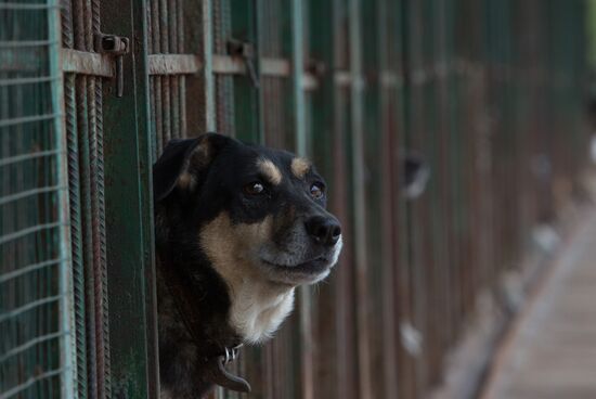 Animal shelter in Moscow