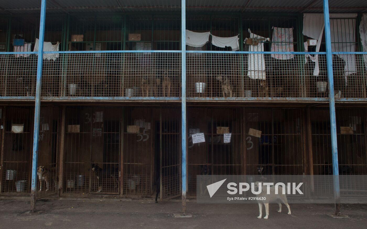Animal shelter in Moscow