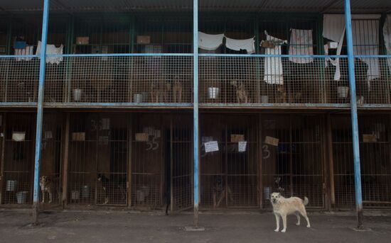 Animal shelter in Moscow