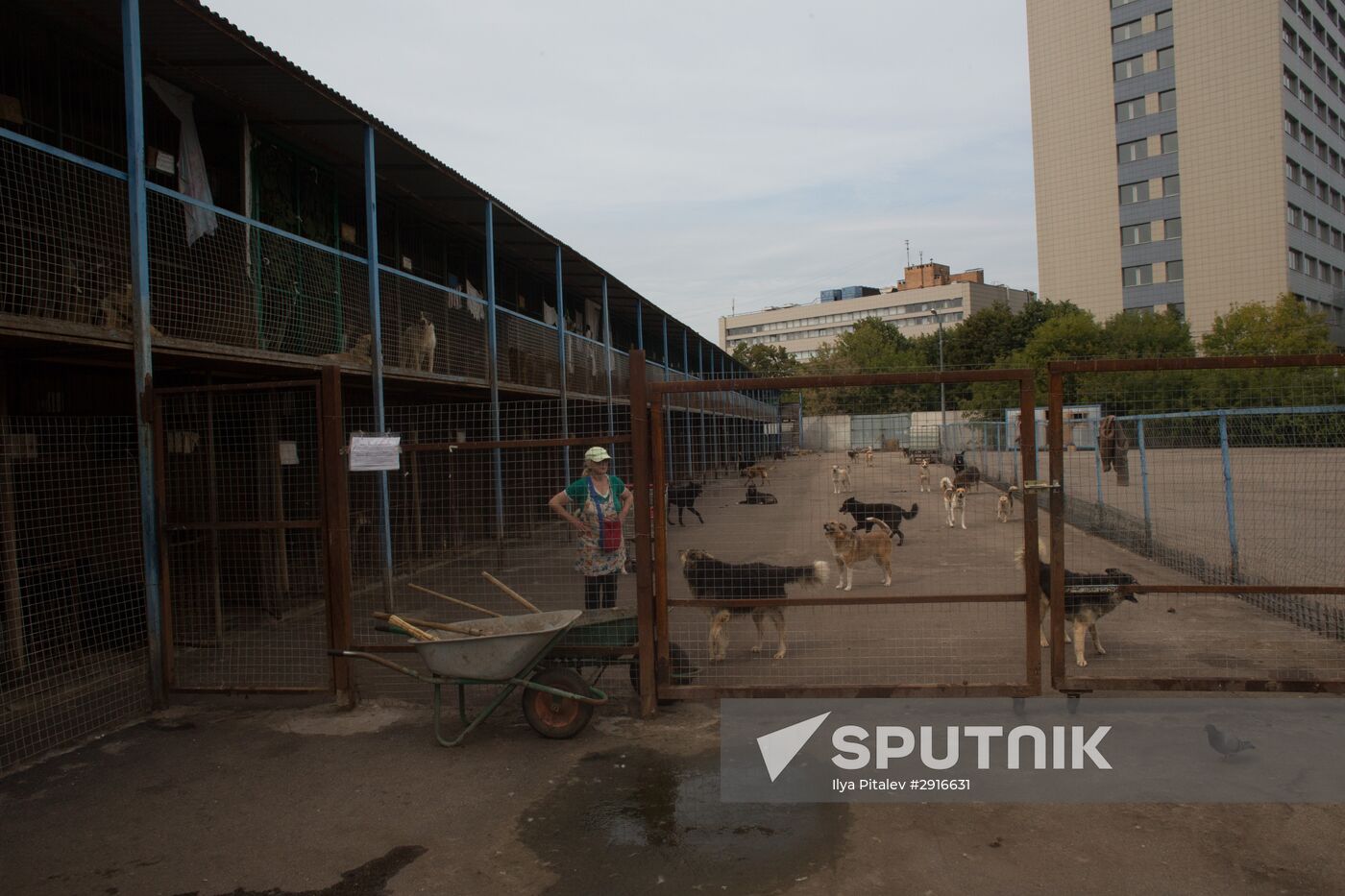 Animal shelter in Moscow