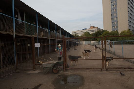 Animal shelter in Moscow