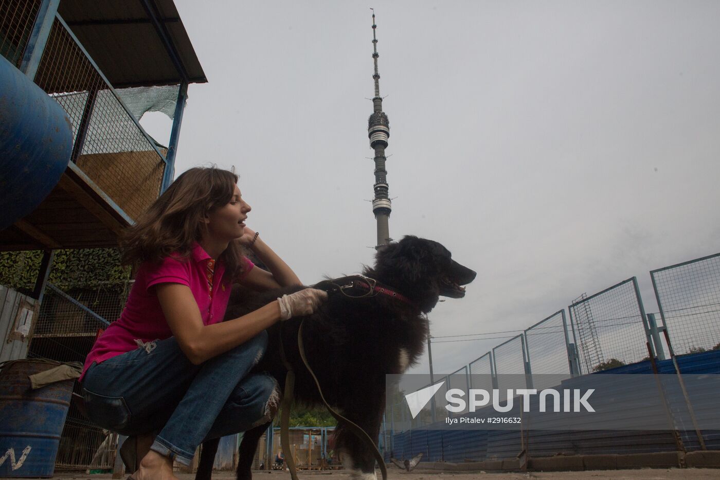 Animal shelter in Moscow