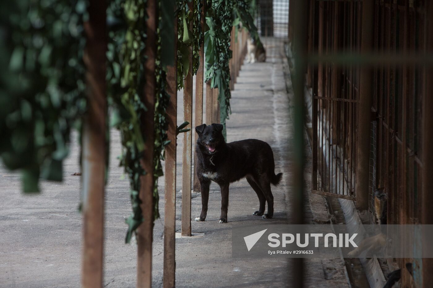 Animal shelter in Moscow