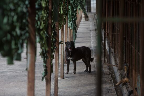 Animal shelter in Moscow