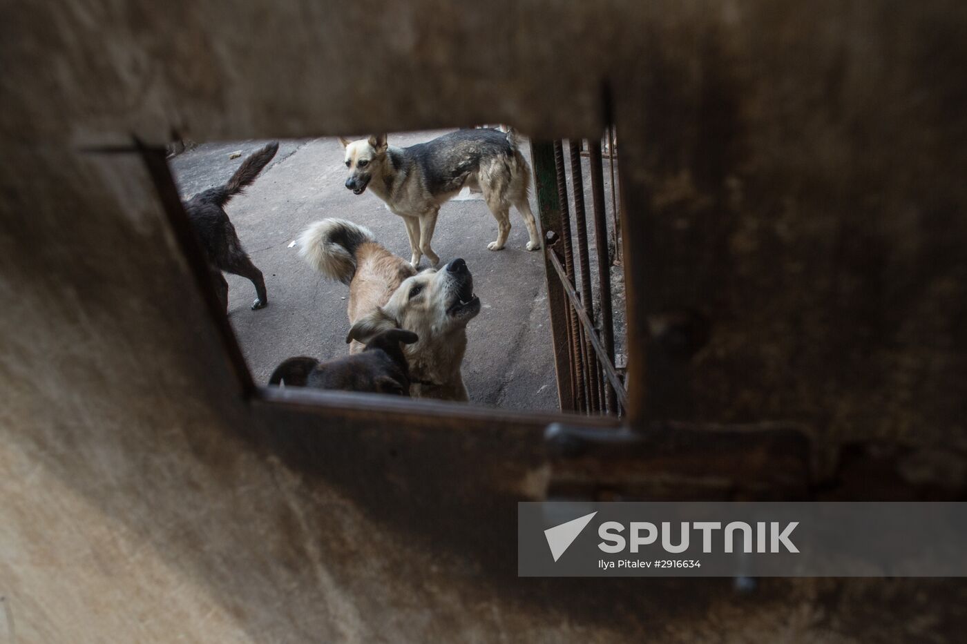 Animal shelter in Moscow