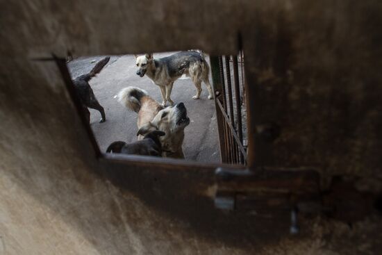 Animal shelter in Moscow