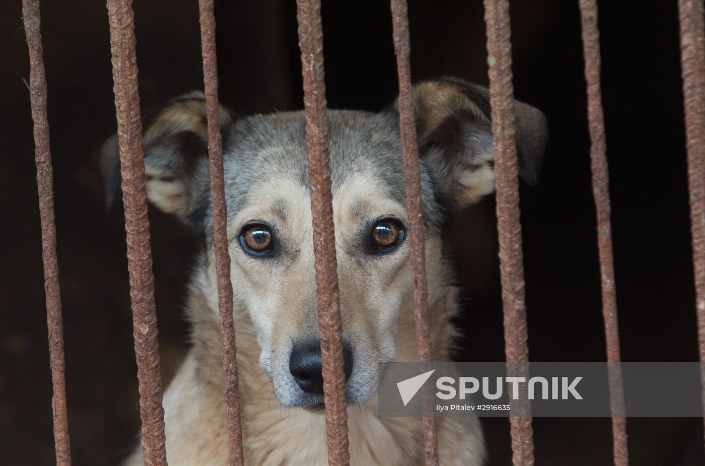 Animal shelter in Moscow