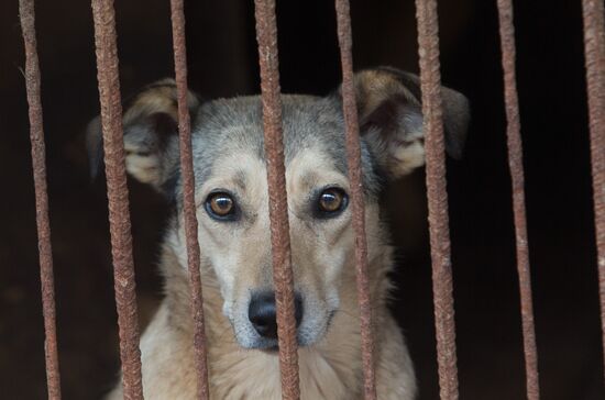 Animal shelter in Moscow